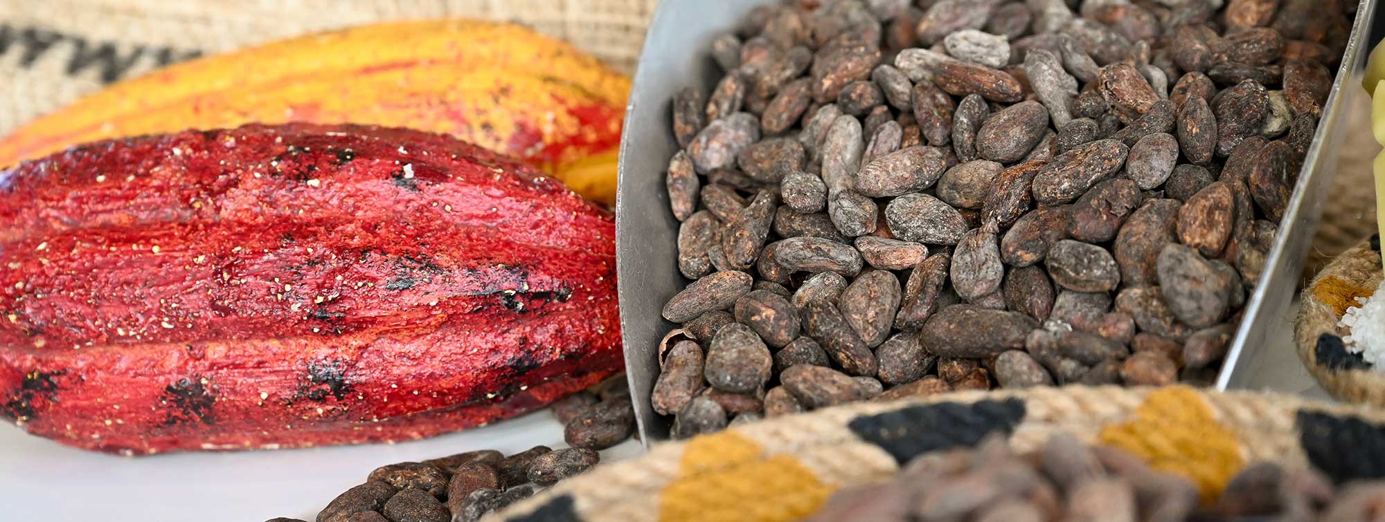 Fèves de cacao avec cabosses colorées en arrière-plan.