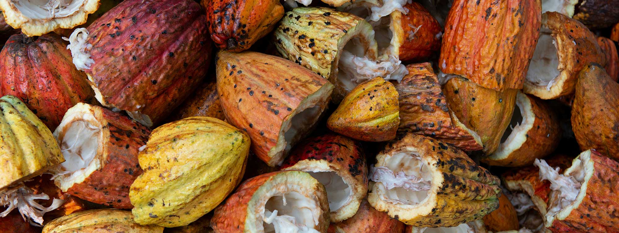 Photo of several pods next to each other.