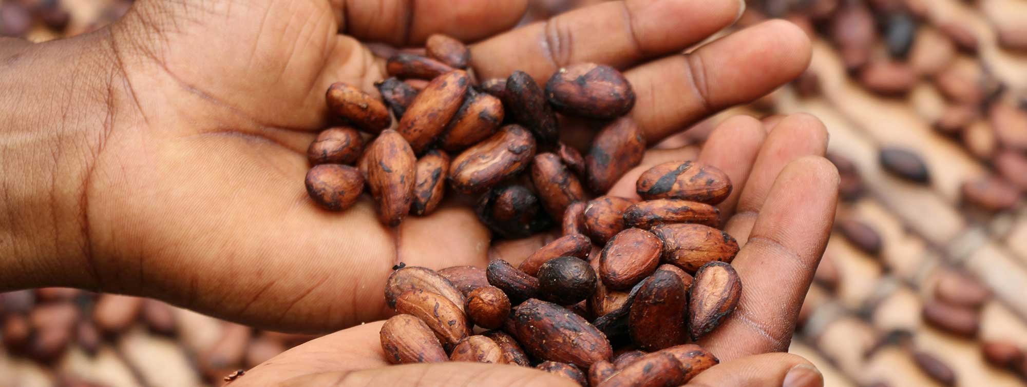 Hand holding cocoa beans.