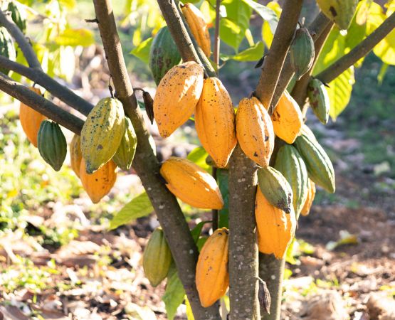 Arbre du cacaoyer avec présence de cabosses.