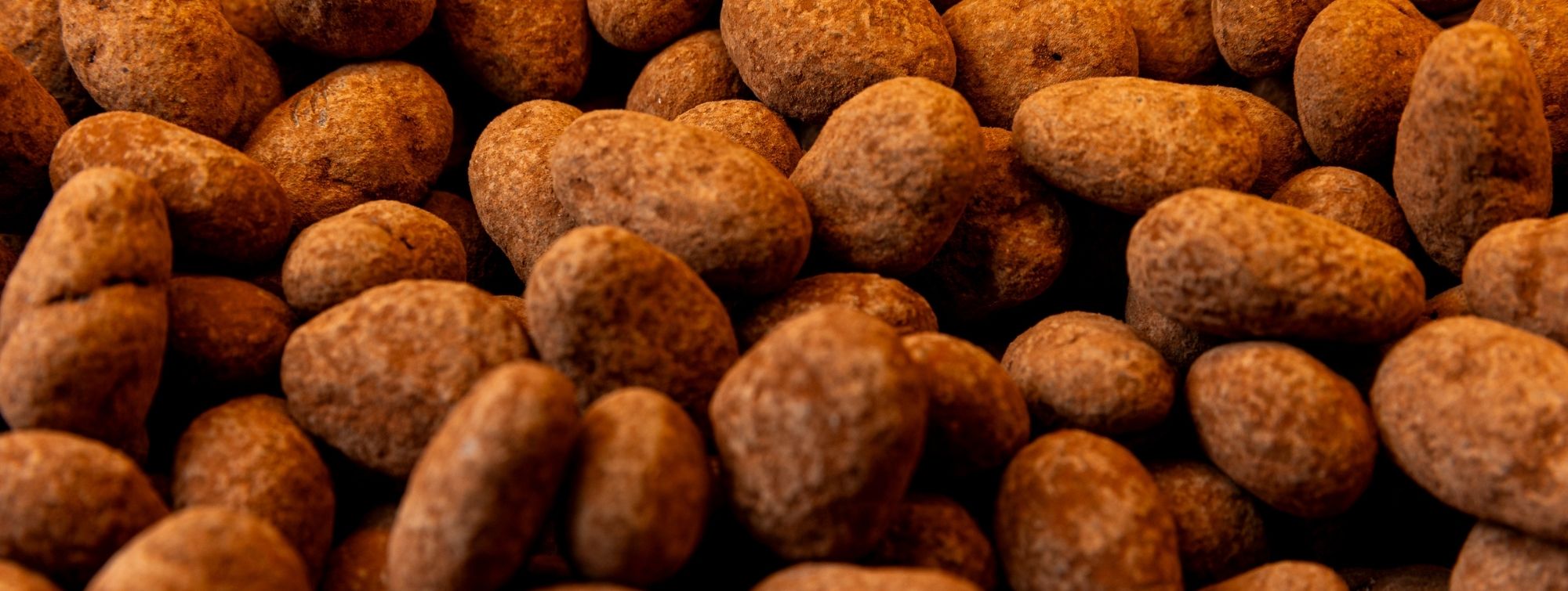 Close-up of brown cocoa beans used in chocolate making