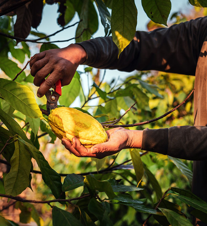 Producer manually harvesting a cocoa pod on a farm.